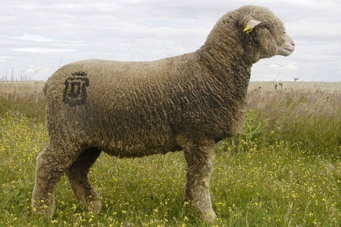 Ejemplar de merino precoz