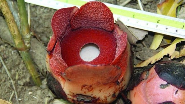 Rafflesia consueloae.
