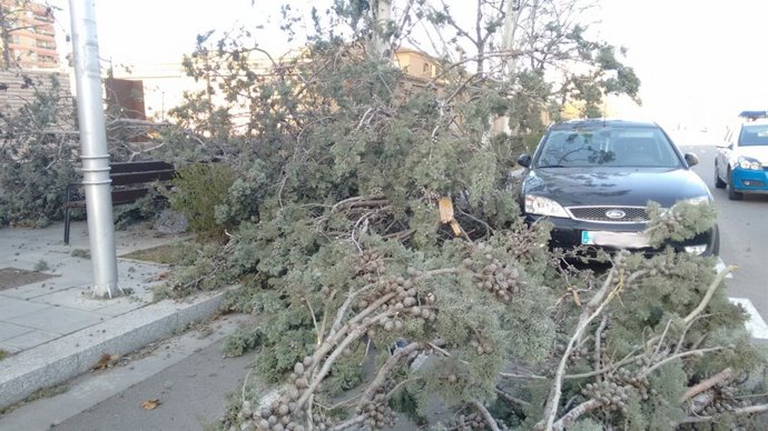 Un árbol derribado hoy por el viento en el paseo de Isabel la Católica 