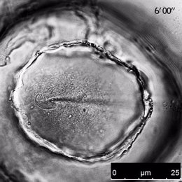 Espermatozoide interactuando con la zona inferior de la membrana de los ovocitos