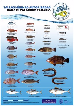 Cartel de tallas mínimas para la pesca
