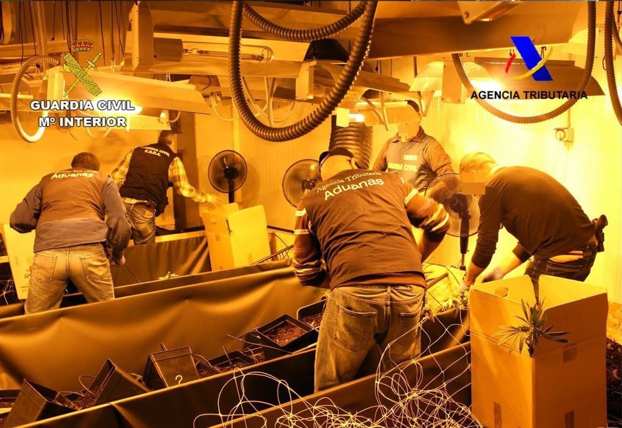 Imagen de la operación. Los agentes intervienen las plantaciones de marihuana