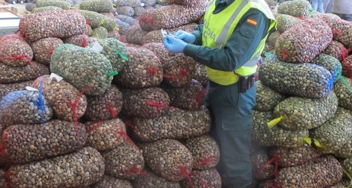 Más de 8.500 kilos de chirlas intervenidas en Huelva.