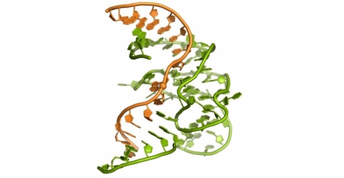 Primera estructura en 3D de la cara enzimatica del ADN