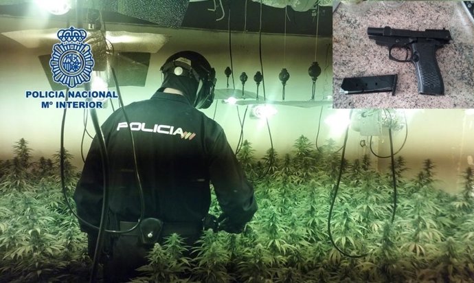 Plantación de marihuana desmantelada