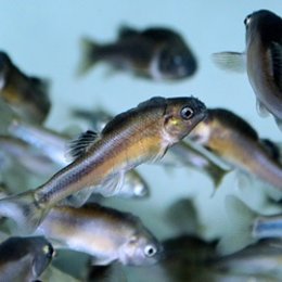 Un nuevo método reduce la experimentación con animales 