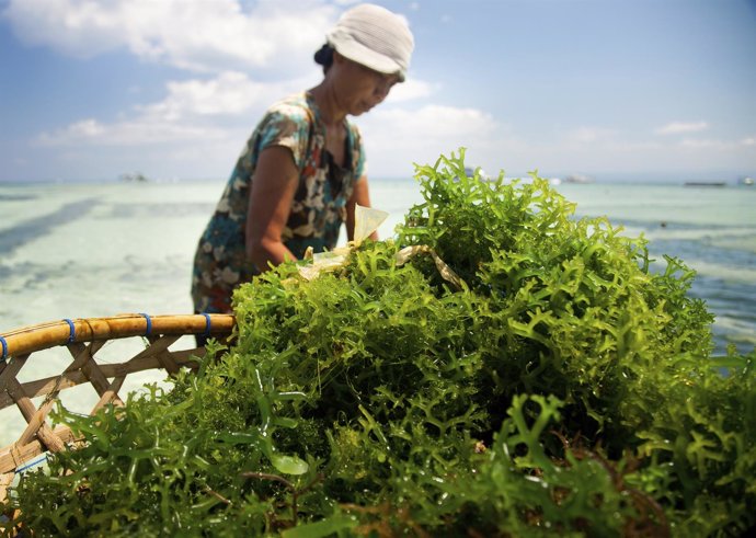 Seaweed Farming - Stock image