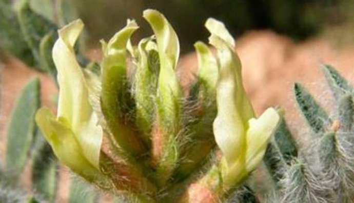 El garbancillo de Tallante