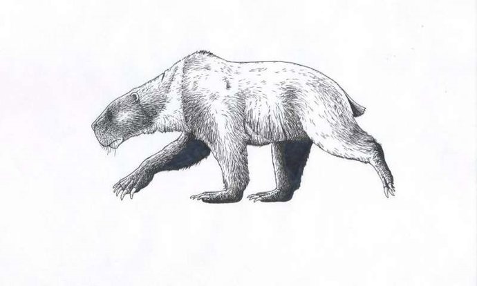 Kolponomos clallamensis