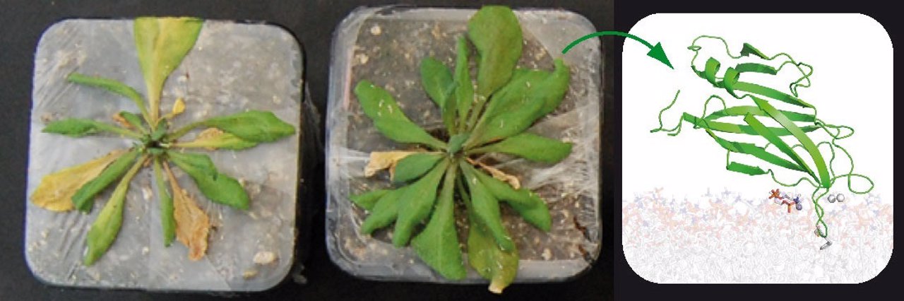 Descubren proteínas que dirigen respuesta de plantas ante el estrés ambiental