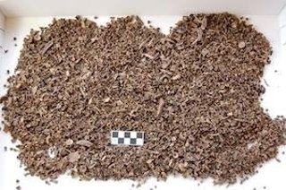 Restos de pescado de la excavación