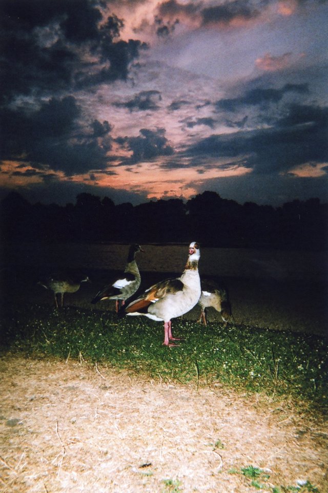 Los gansos reales observan la puesta de sol. Kens