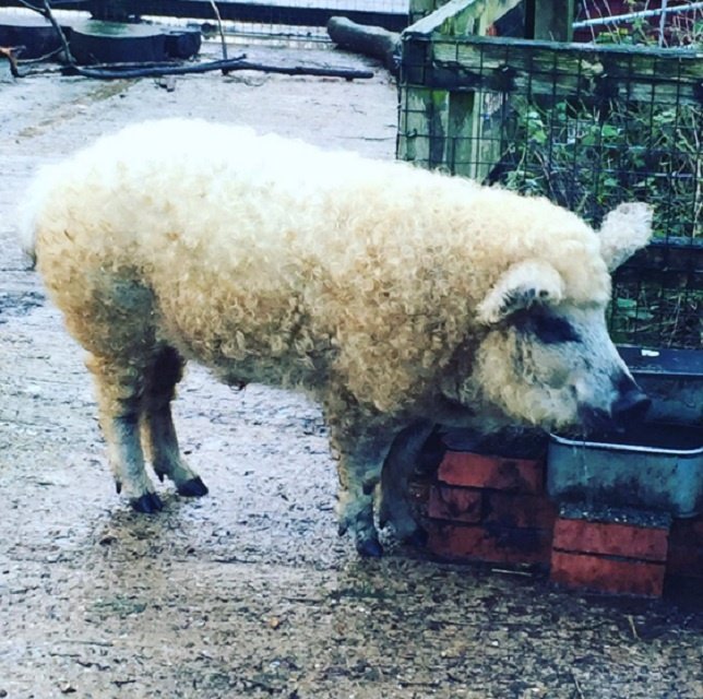 El cerdo oveja, el curioso animal que causa sensación en redes sociales