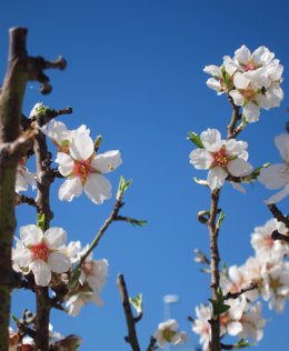 Flor, Flores, Primavera, Alergia, Plantas, Floración