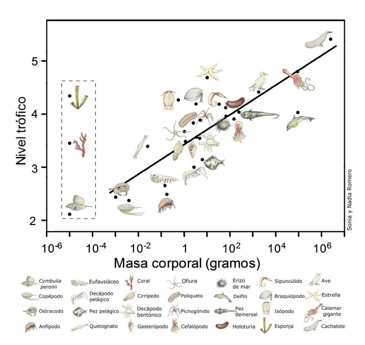 Gráfico sobre la cadena trófica. 