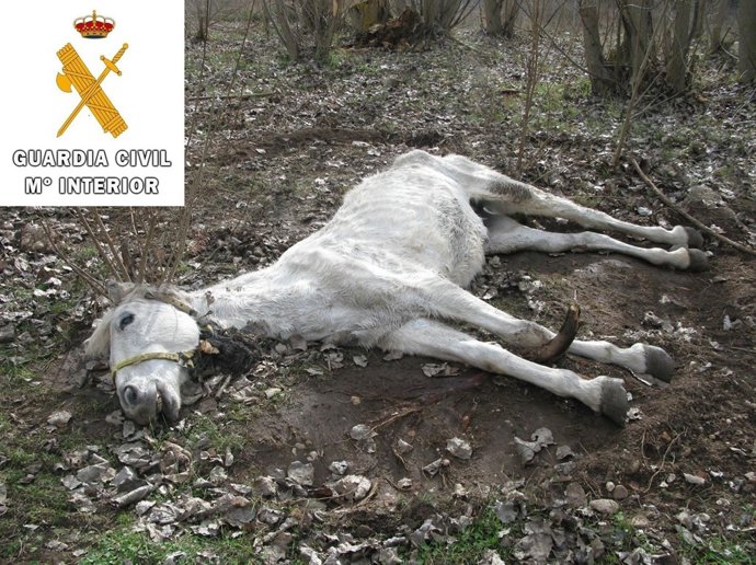 El cadáver de la yegua hallado por el Seprona. 
