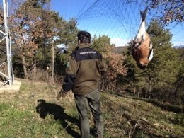 Pájaros fringílidos capturados por cazadores furtivos