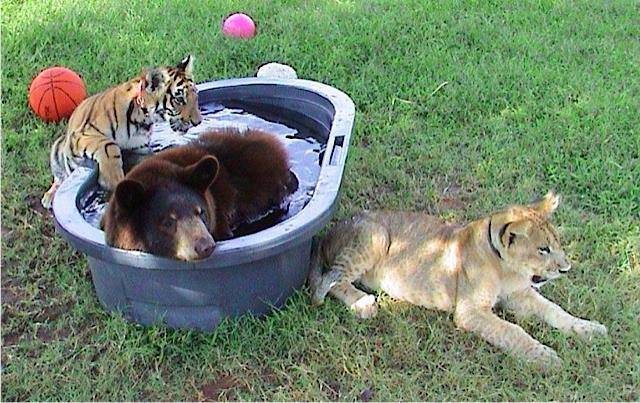 Pasa la cuarentena con un oso o tigre en casa gracias a Google