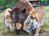 Un tigre, un oso y un león se sienten hermanos inseparables desde hace 15 años