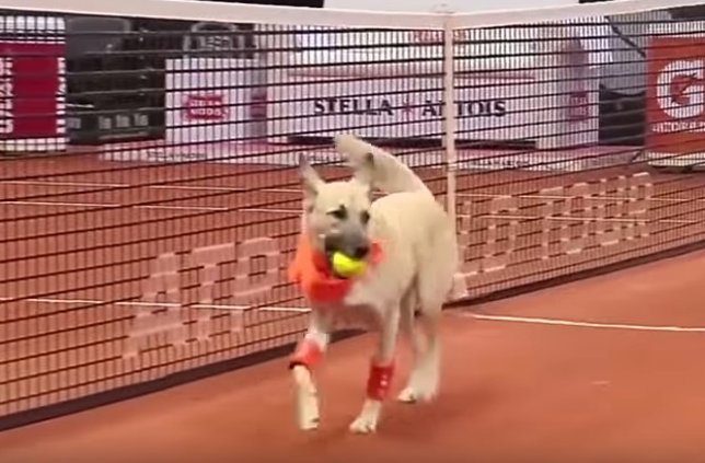 Perros de recoge pelotas para fomentar su adopción de un refugio