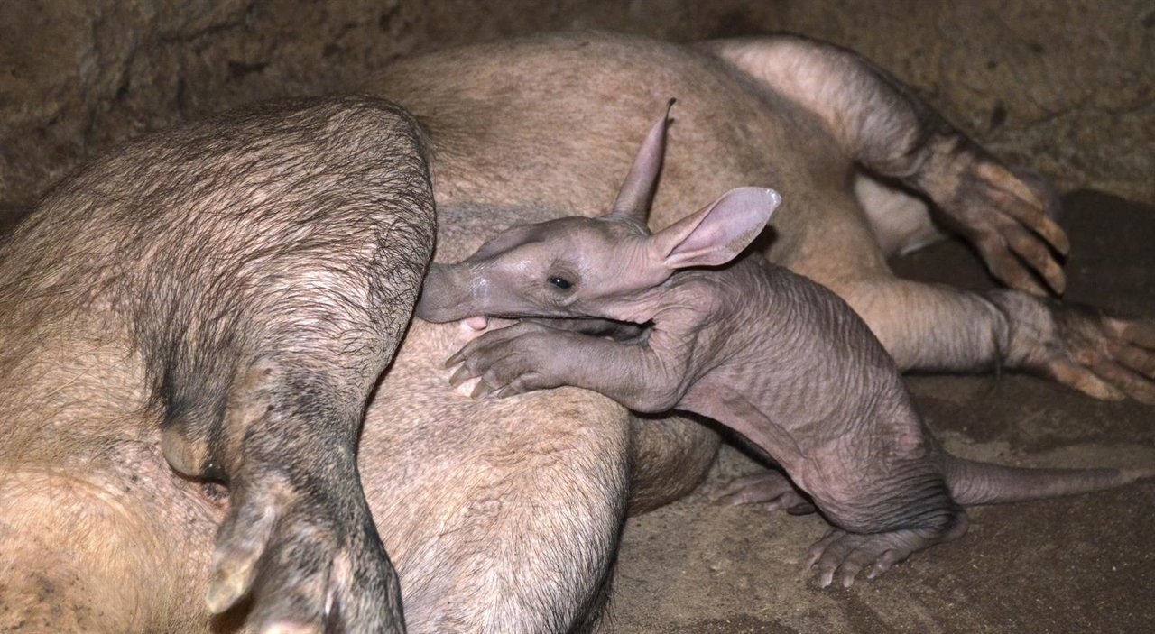 Nace en Bioparc un oricteropo