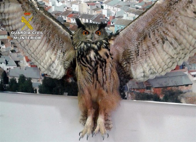 Recuperación búho Calasparra
