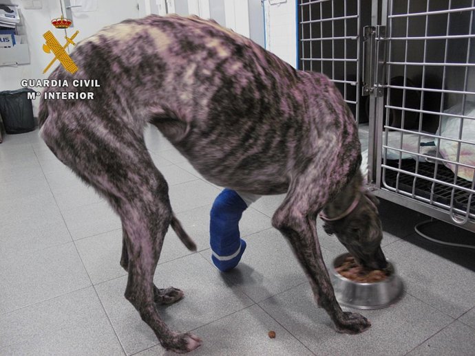 Galgo recuperado por el Seprona