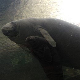 NP Nacimiento Manatí Antillano En Faunia