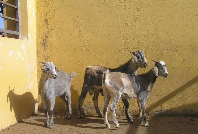 Cabras majoreras