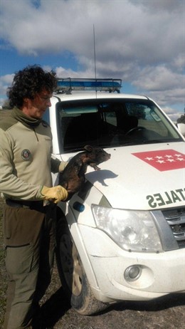 Capturan dos cerdos vietnamitas en Navalcarnero