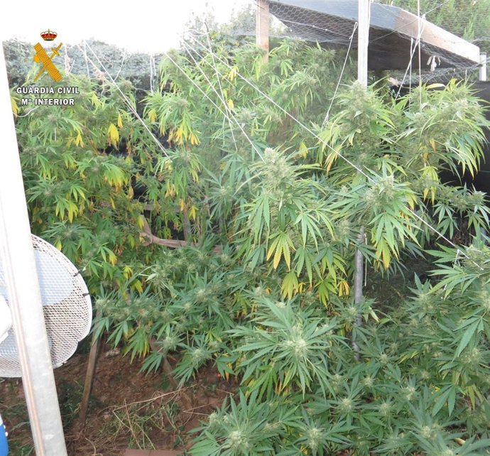 Parte de la Plantación