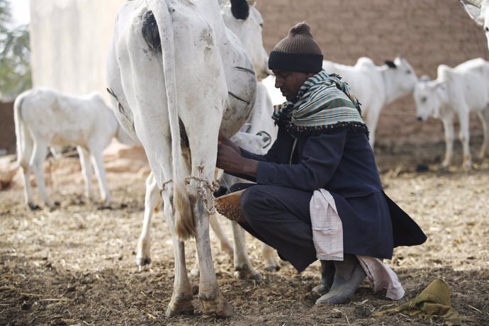 Un fulani ordeña a una vaca