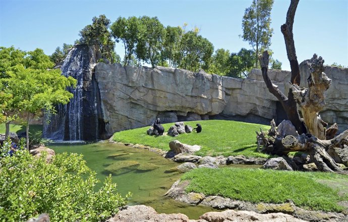 Tres chimpancés hembra en Bioparc.
