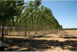 Árboles de la Diputación de Cáceres