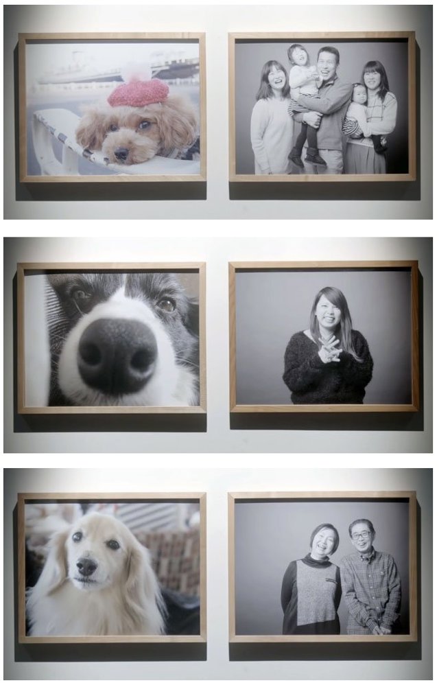 perros fotografía resultado