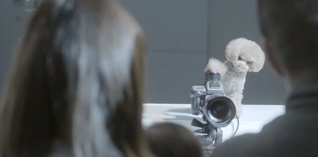 perros fotógrafos 2