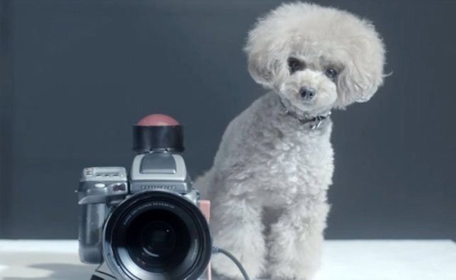 Perro entrenado para fotografiar 