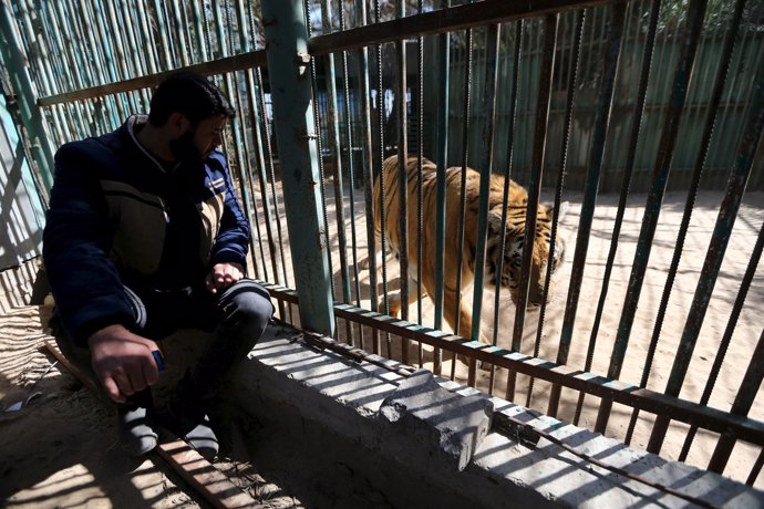 El propietario de un zoo de Gaza junto a su tigre en venta