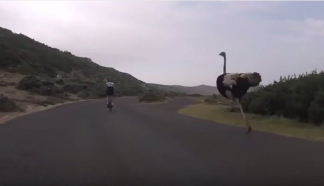 Momento en que un avestruz se une a unos ciclistas