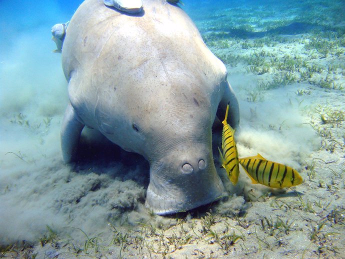 Imagen de un dugong actual 
