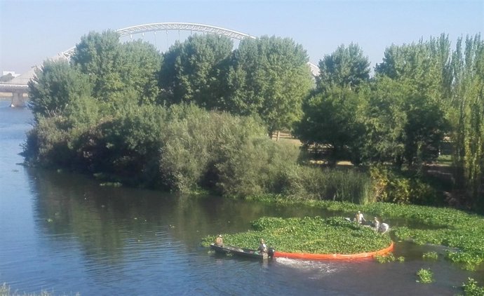 Retirada de Camalote