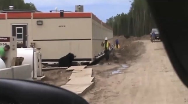 Hombre disfrazado de oso acechando