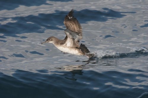 Pardela balear, ave, pájaro, mar, especie, animal