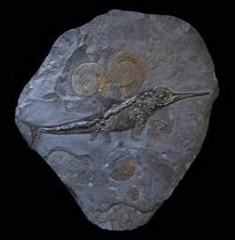 Ichthyosaurus acutirostris