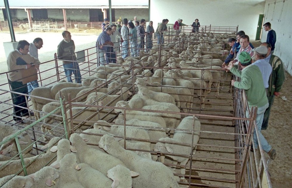 Oveja Merina Finca La  Cocosagabinete DE PRENSA DIPUTACION DE BADAJOZAREA AGRICU