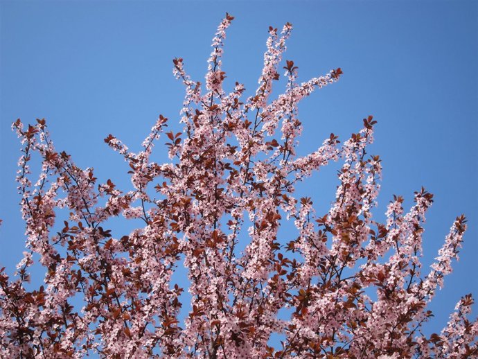 Árbol Florido, Primavera, Flores, Buen Tiempo