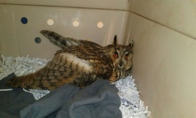 Búho rescatado en El Viso.