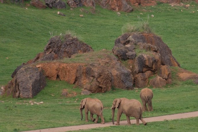 Elefantes en Cabárceno 