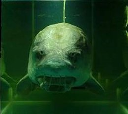 Esturión hallado en Gijón