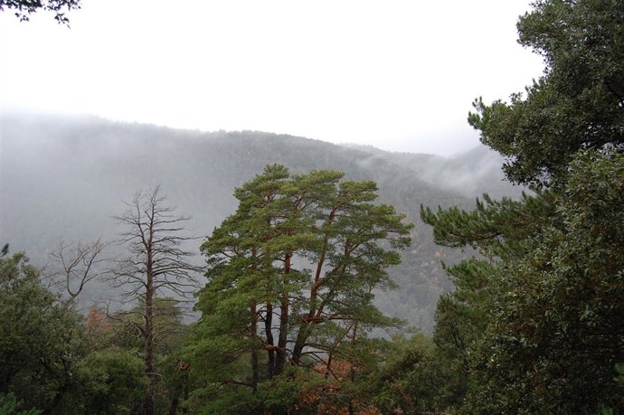 Bosque en Prades, Tarragona